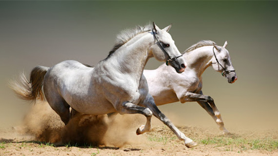 horse